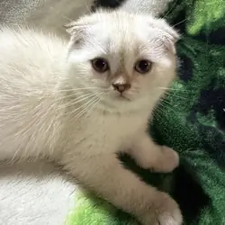 Affectionate Scottish kittens