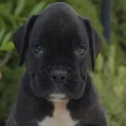 Rain - Boxer