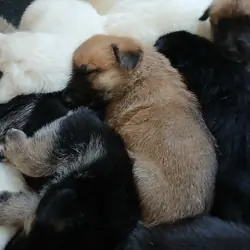 German Shepherd Puppies Puppy - White, Black, Sabl