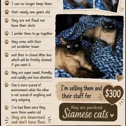 Siamese Cats