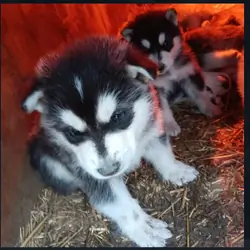 Alaskan Malmute Puppies