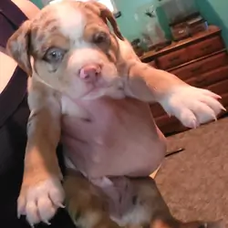 Merle Pitbull Puppies