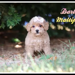 Darla Female Maltipoo