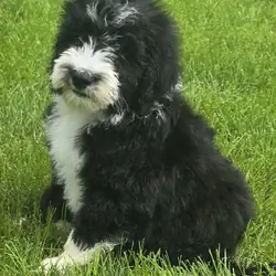 Sheepadoodle