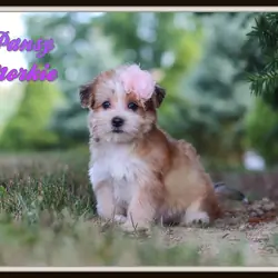 Pansy Female Morkie