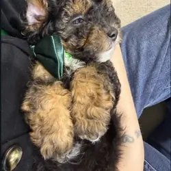 TOY POODLE MIX PUPPY