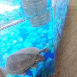 3 cute baby turtles