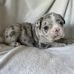 French bulldog - Blake
