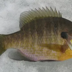 2 beautiful bluegills