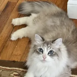 Siberian cat