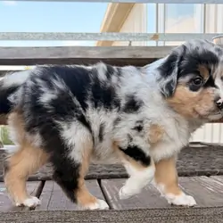 Purebred standard female Australian Shephe puppies