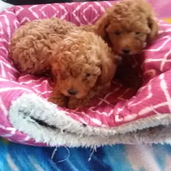 AKC PUREBRED TOY/MINI POODLES.