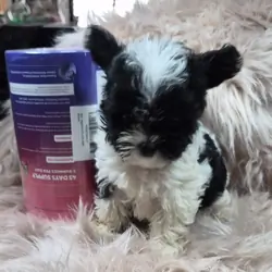 Yorkiepoo Puppies