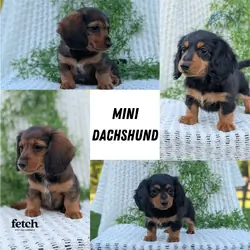 AKC MINI DACHSHUND PUPS