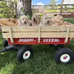 AKC Registered Golden Retriever Puppy Male
