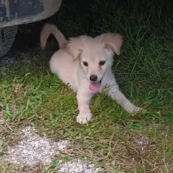 Chihuahua Pomeranian puppies