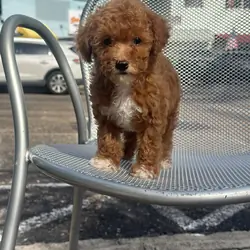 Toy poodle