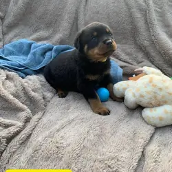 Beautiful Rottweiler puppies