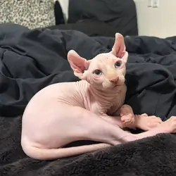 Beautiful sphinx kittens