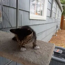 Kittens