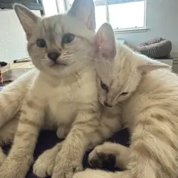 Bengal Kittens