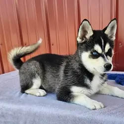 Alaskan Klee Kai Puppies For Sale