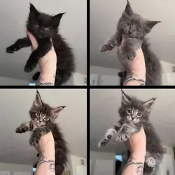 Maine coons
