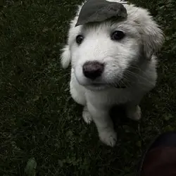 Great Pyrenees Pup
