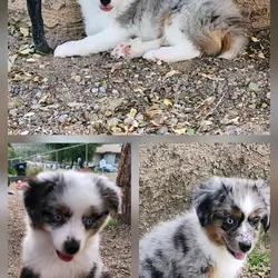Toy Mini Australian Shepherd Puppies