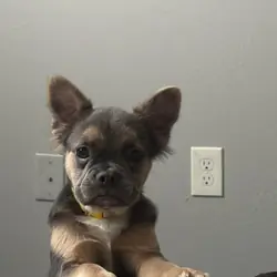Fluffy frenchie