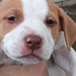 Razor Edge Bully Pitbull Puppies