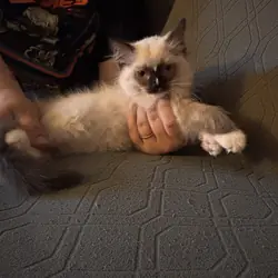 Ragdoll kitten