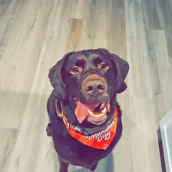 Chocolate lab akc pure bred