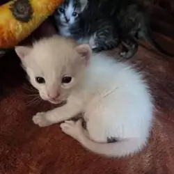Kitten