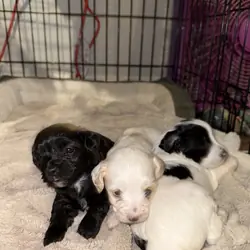 Bichpoos puppies
