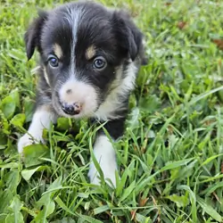 Border collie puppies