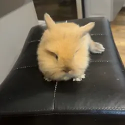 Bunny
