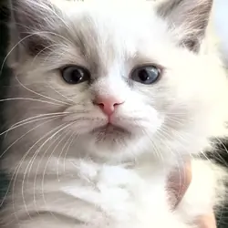 Tica ragdoll kittens