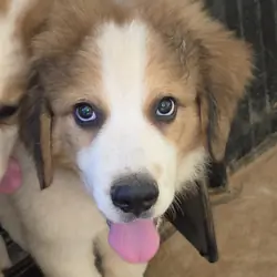 Great pyrenees and bernese mountain dog mix