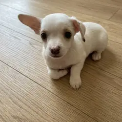 Apple Head Chihuahua Puppies