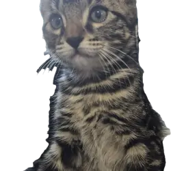 Free Kitten