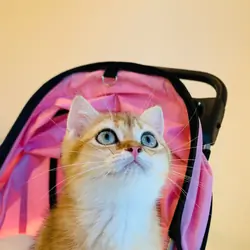 british shorthair kitten can meet