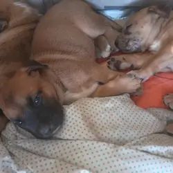 Puppies