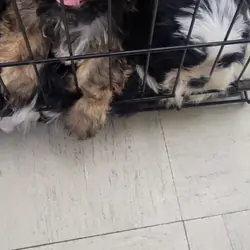 Shihtzu Females