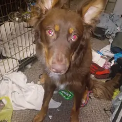 7 month old male puppy