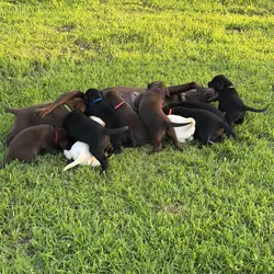 AKC Labrador Retrievers