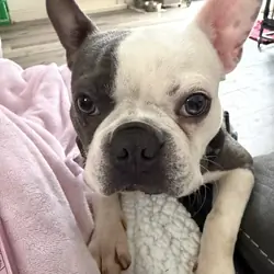 Boston Terrier
