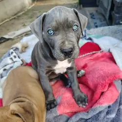 Cane Corso / American Pitt Mix
