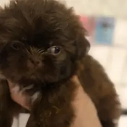 Puppies Shitzu