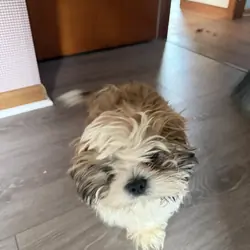 Shih Tzu Puppy
